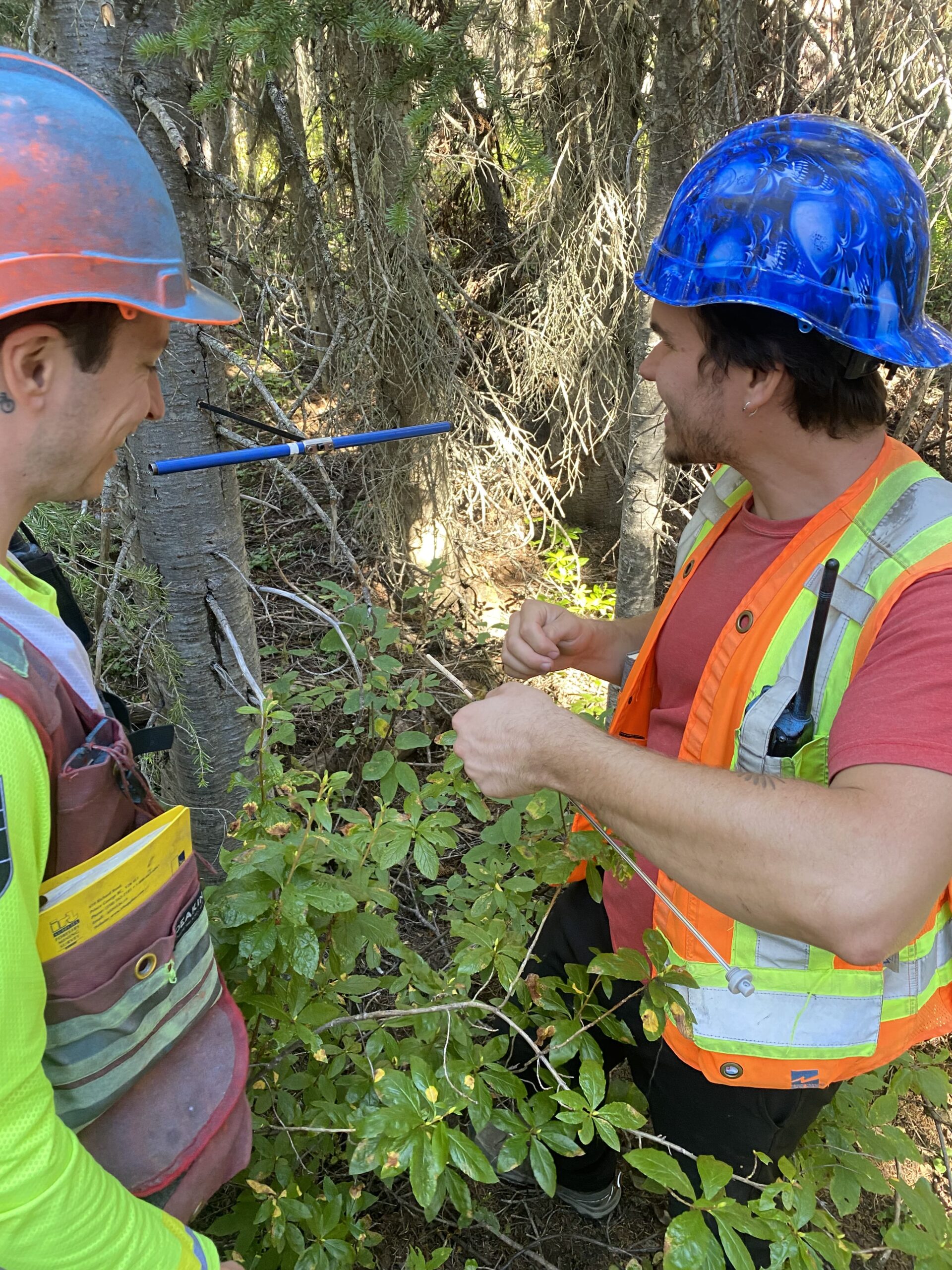 Increment Bore Tree Aging