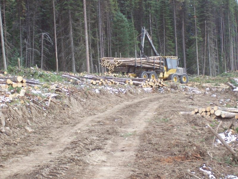 Salvage Logging BC