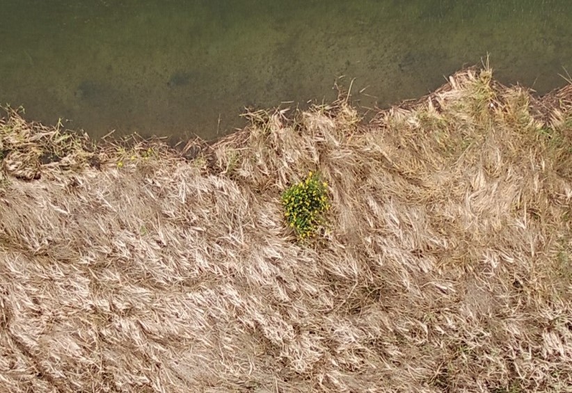 Invasive Species Mapping