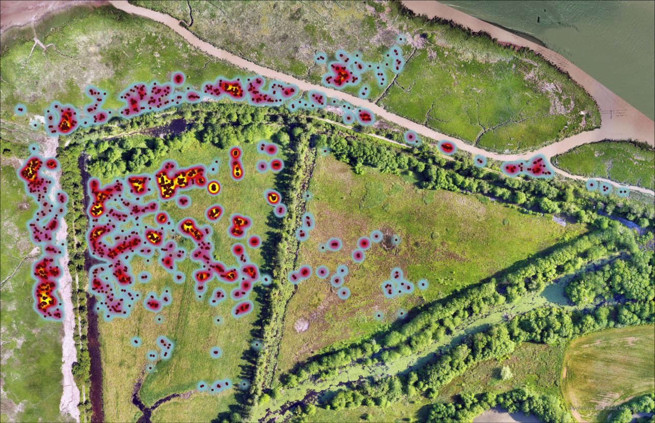 Invasive Species Mapping | Cabin Works