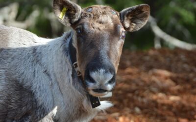 Arrow Lakes Caribou Society Maternity Pen Project