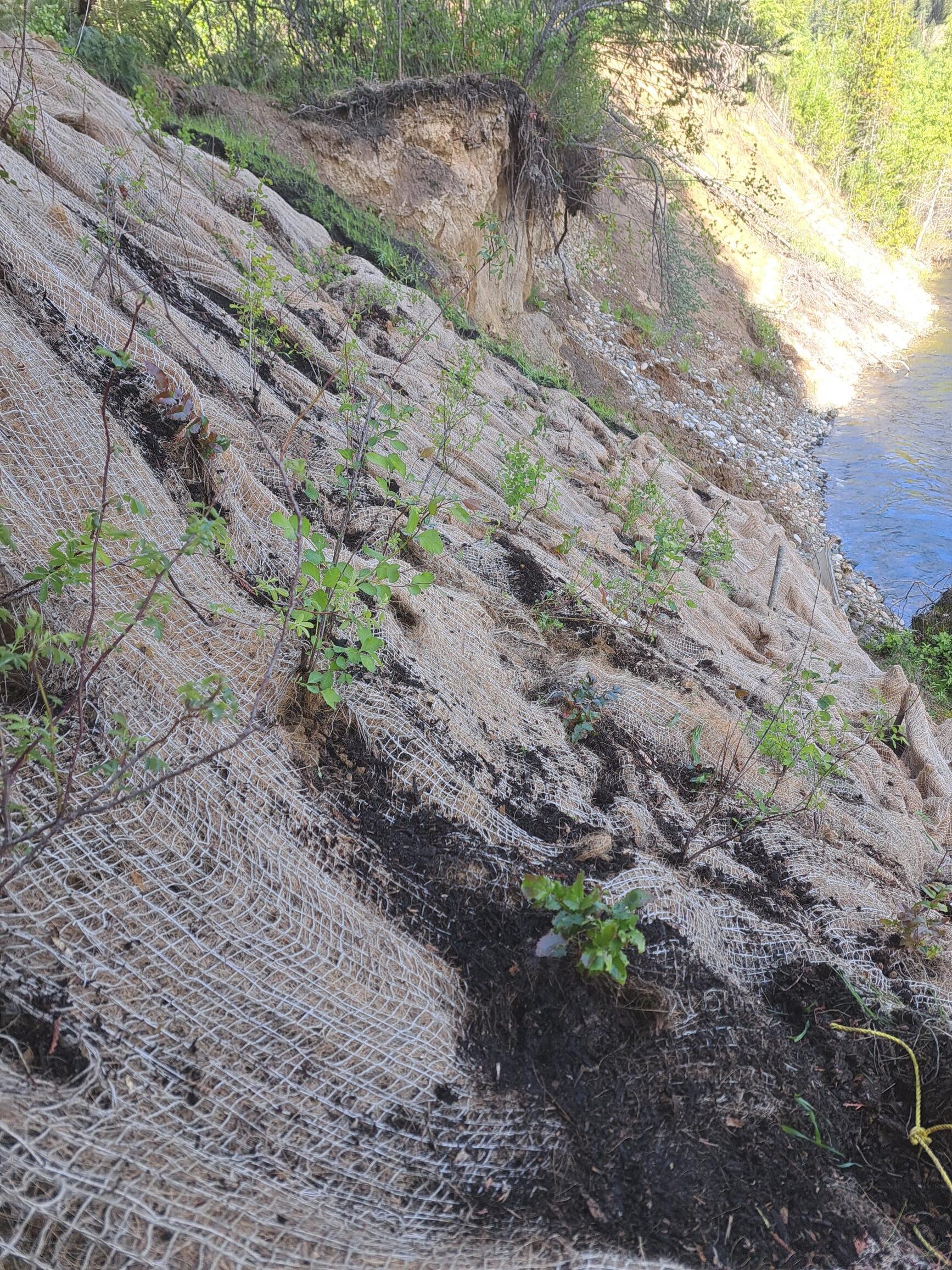 Kettle River Shoreline Restoration Kettle River Shoreline Restoration